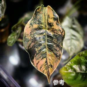 Aurea Azlanii - Etsy