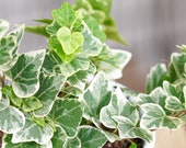 Hedera helix white wonder Starter Plant (ALL STARTER PLANTS require you to  purchase 2 plants!) - Etsy.de