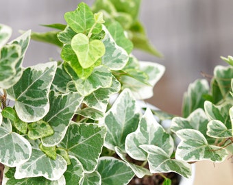 Hedera helix white wonder Starter Plant (ALL STARTER PLANTS require you to purchase 2 plants!)