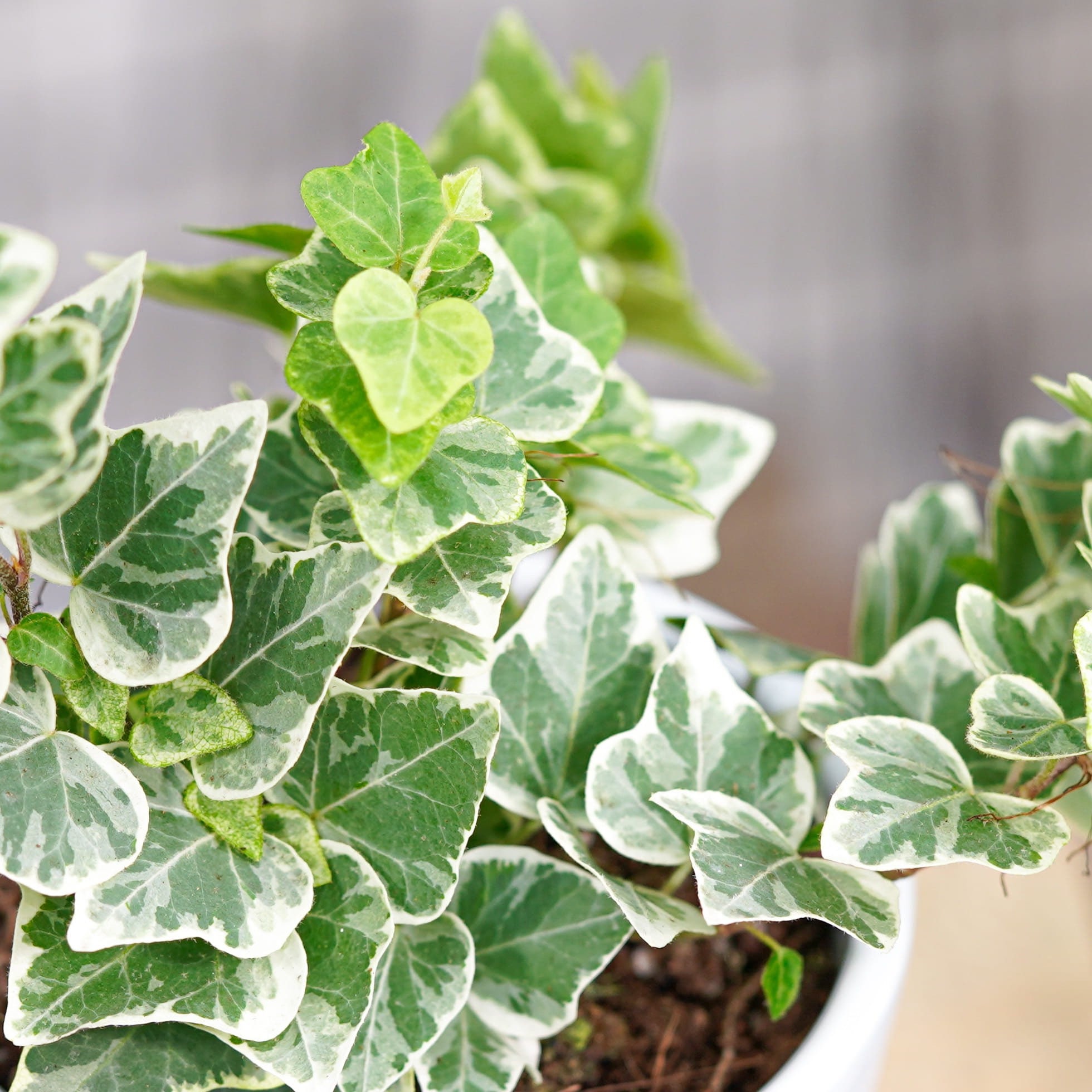 Hedera helix white wonder Starter Plant (ALL STARTER PLANTS require you to  purchase 2 plants!) - Etsy.de