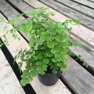 May include: A potted maidenhair fern with vibrant green, delicate leaves. The plant is in a small, black pot, set against a backdrop of weathered wooden planks. The fern's foliage is lush and full, creating a visually appealing display.