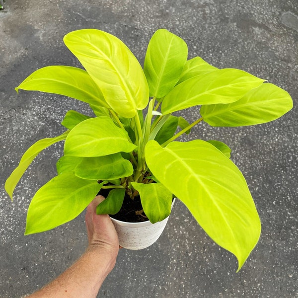 Philodendron lemon lime “golden goddess, Malay golden” Starter Plant (ALL STARTER PLANTS require you to purchase 2 plants!)