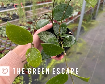 Pot de Hoya parasitica splash de 4 po. (TOUTES LES PLANTES nécessitent l'achat de 2 plantes !)