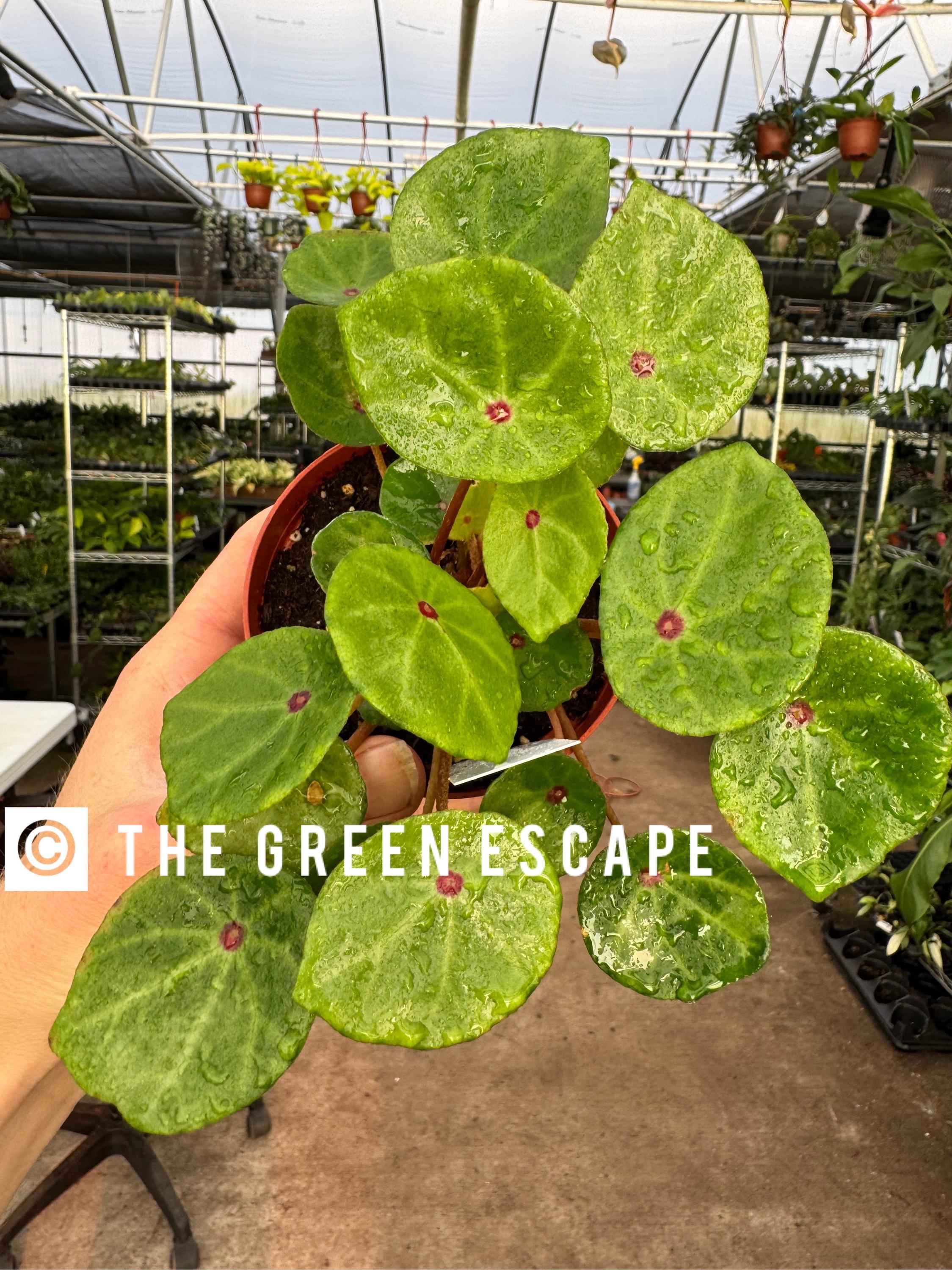Bégonia « conchifolia » rouge rubis en pot de 4 po. (TOUTES LES PLANTES nécessitent l'achat de 2 plantes !)