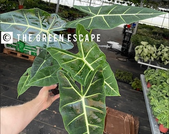 Alocasia frydek 6” pot (ALL PLANTS require you to purchase 2 plants!)