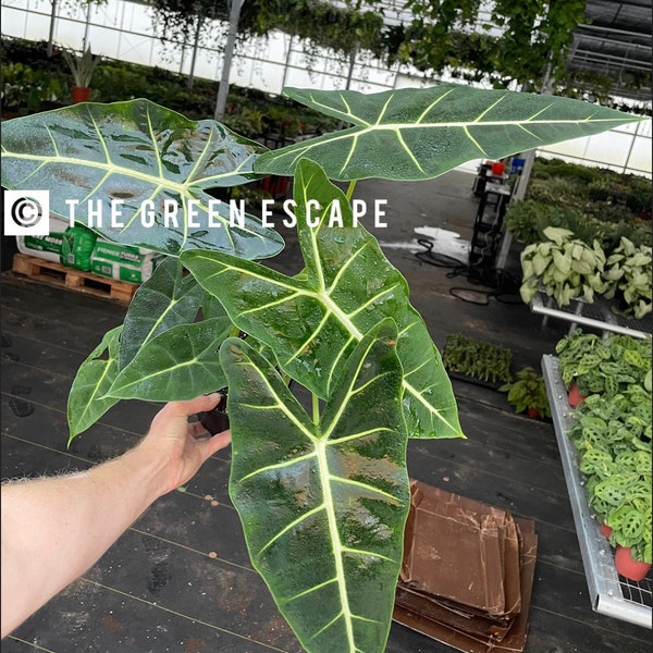 Alocasia frydek 6” pot (ALL PLANTS require you to purchase 2 plants!)