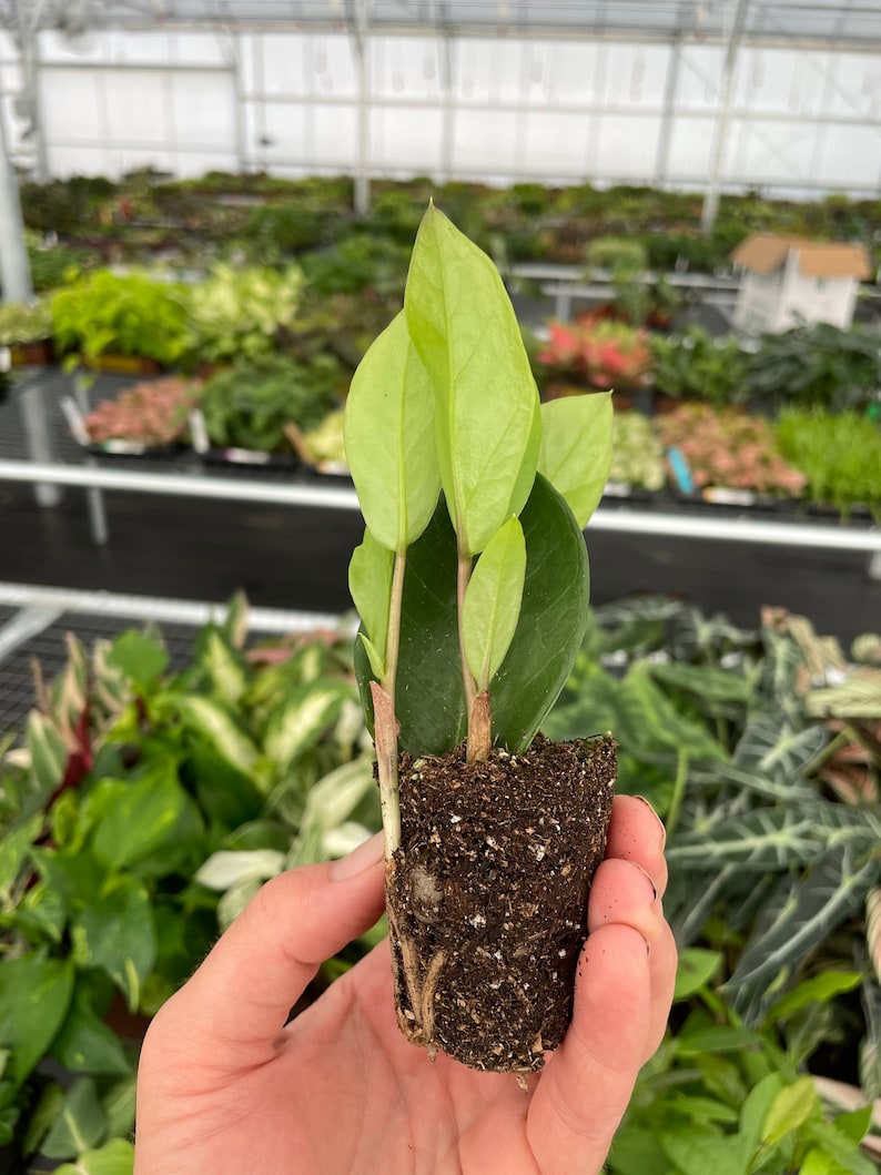 Zamioculcas Zamiifolia ZZ Starter Plant - Thumbnail 3