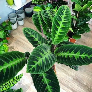 May include: A close-up of a Calathea plant with large, dark green leaves featuring a striking pattern of lighter green markings. The plant is potted and surrounded by other potted plants, including a fiddle-leaf fig, on a wooden floor.