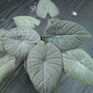 Alocasia Maharani Starter Plant (ALL STARTER PLANTS require you to purchase 2 plants!)