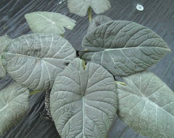 Alocasia Maharani Starter Plant (ALL STARTER PLANTS require you to purchase 2 plants!)