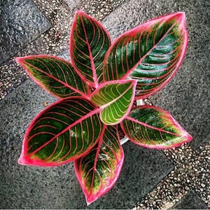 Aglaonema - Etsy