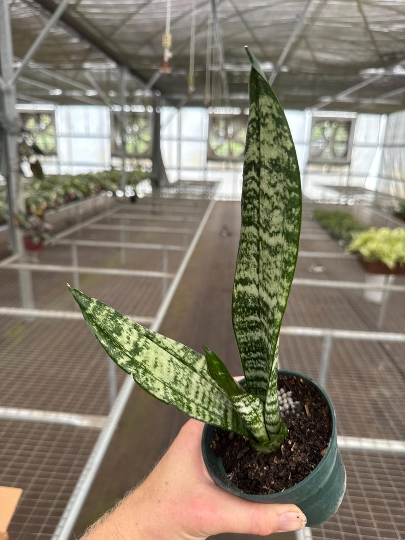 TheGreenEscape Sansevieria zeylanica - Thumbnail 2