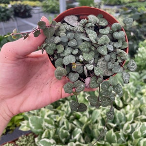 May include: A small, round, brown pot filled with a String of Hearts plant. The plant features heart-shaped, variegated leaves in shades of green and silver, with trailing vines. The pot is held in a hand, with other plants in the background.