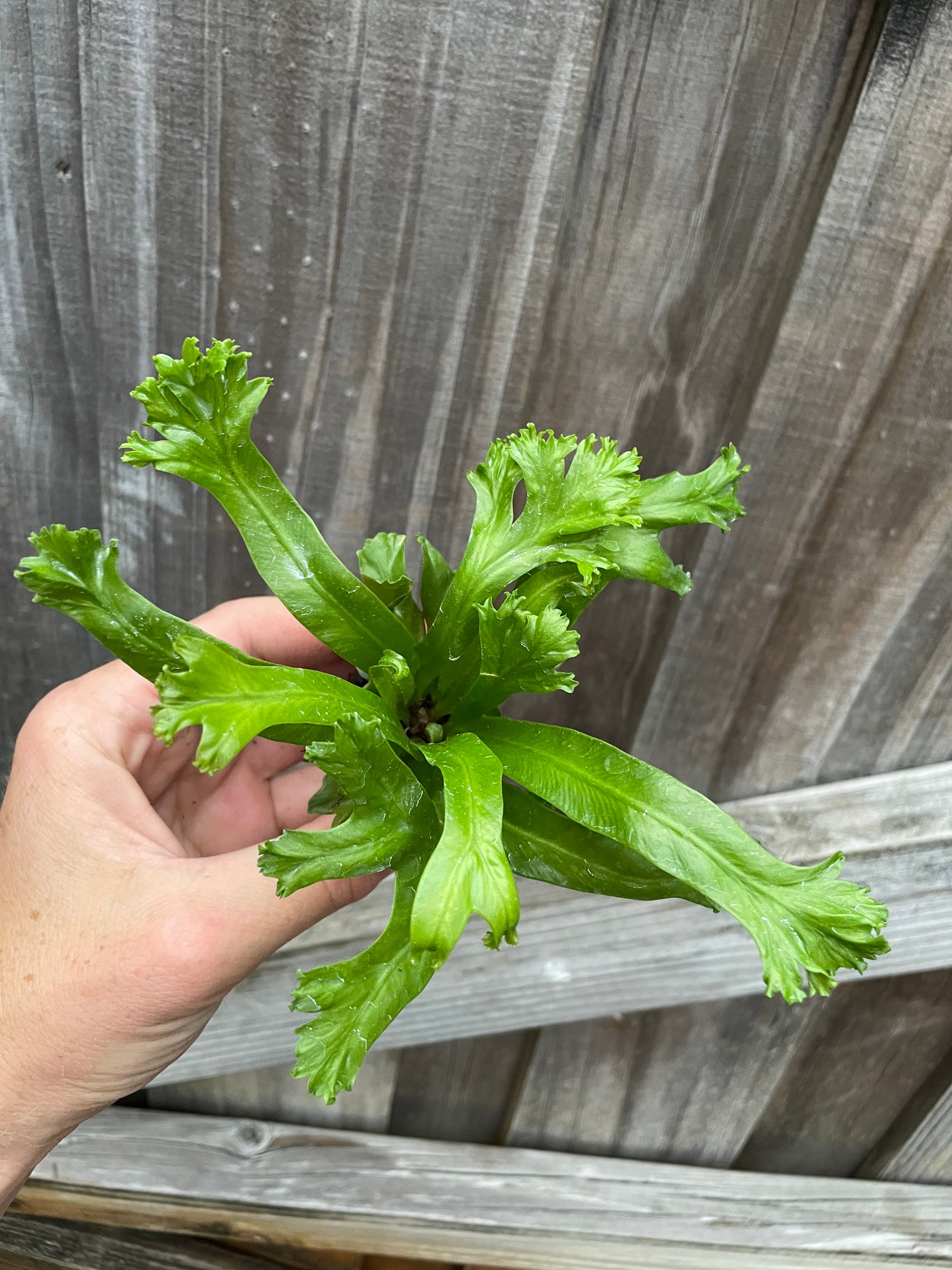 Birds Nest leslie Fern Starter Plant (ALL STARTER PLANTS Require You to  Purchase 2 Plants!) - Etsy