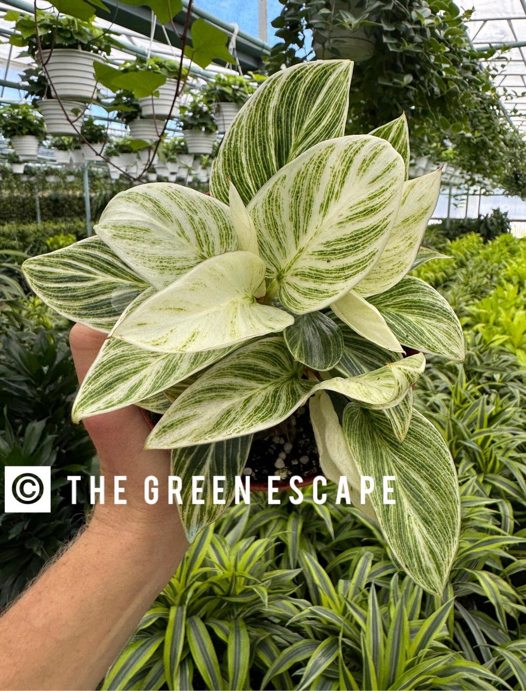 Philodendron Birkin Galaxy Starter Plant (ALL STARTER PLANTS