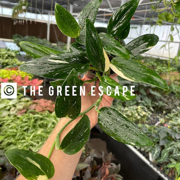 monstera standleyana albo 4” pot (ALL PLANTS require you to purchase 2 plants!)