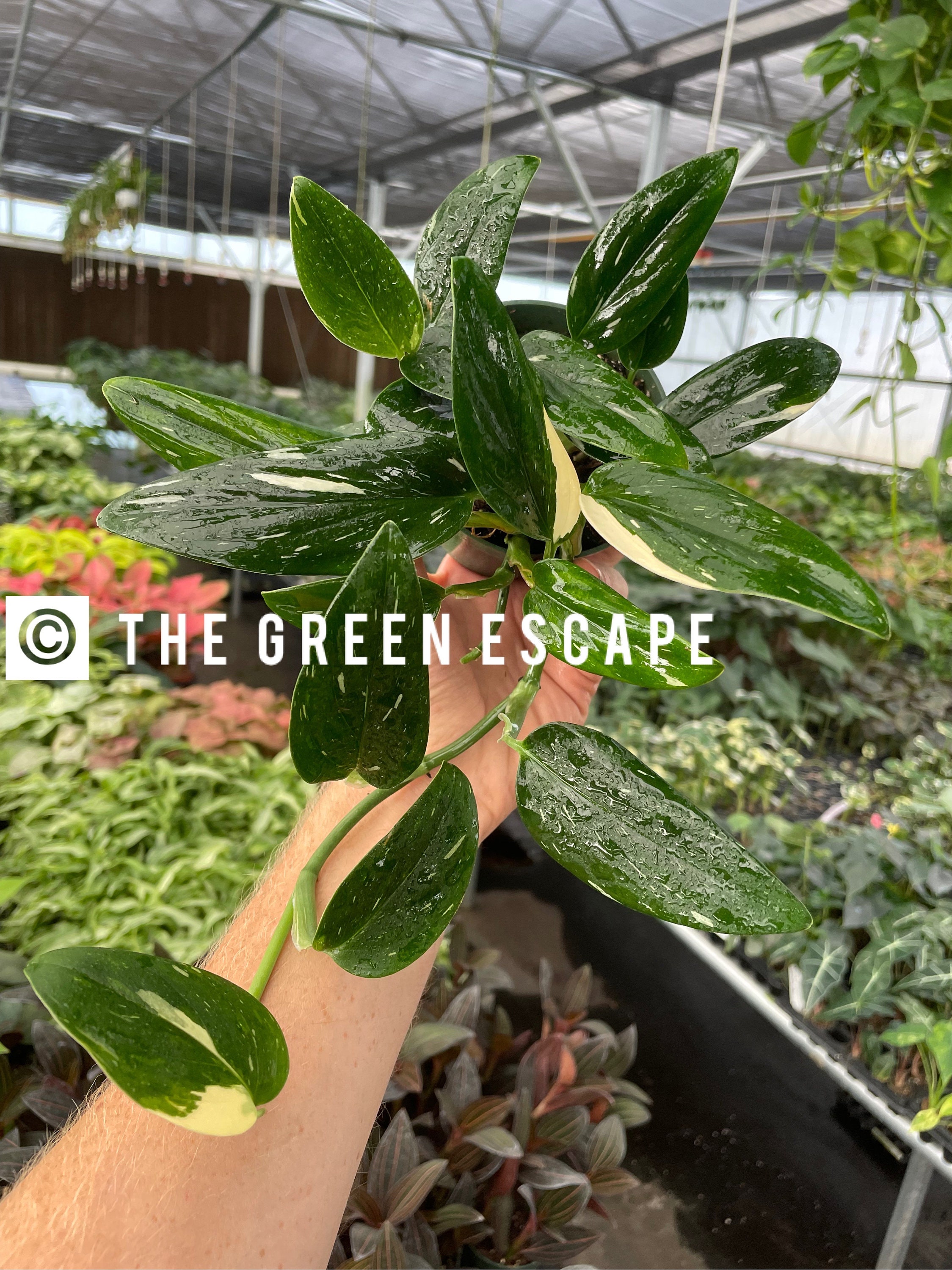 Monstera Standleyana Albo 4” Pot (ALL PLANTS Require You to