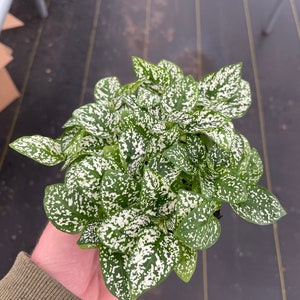 Hypoestes white 4”pot (ALL PLANTS require you to purchase 2 plants!)