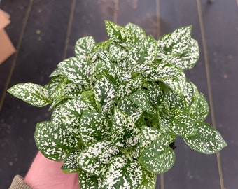 Hypoestes white 4”pot (ALL PLANTS require you to purchase 2 plants!)