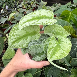 Scindapsus silver satin 4” pot (ALL PLANTS require you to purchase 2 plants!) image 4
