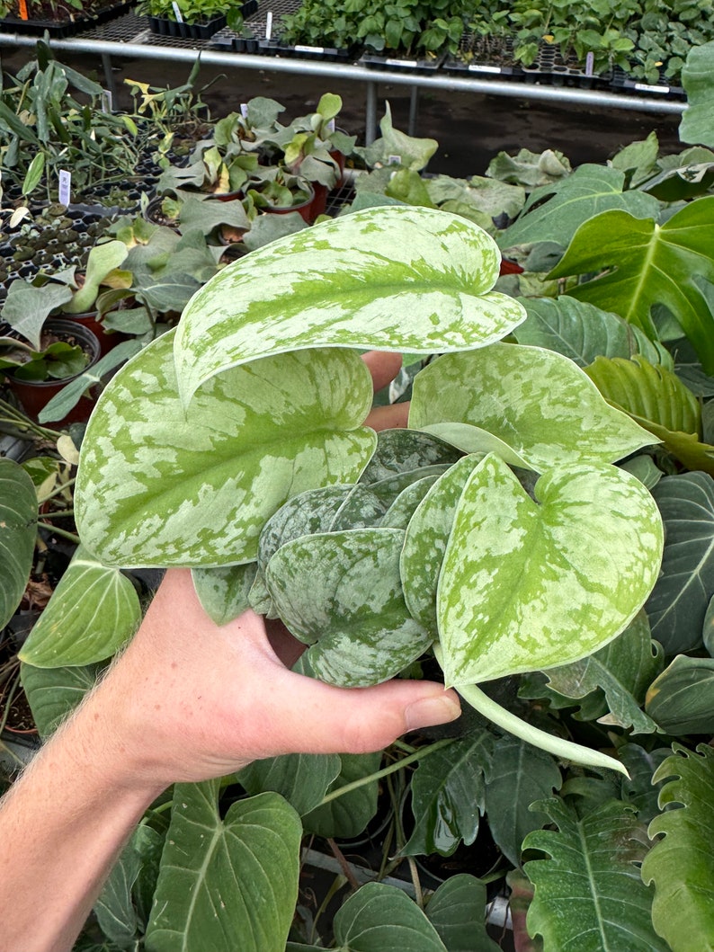 Scindapsus silver satin 4” pot (ALL PLANTS require you to purchase 2 plants!) image 4