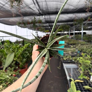 May include: A potted Sansevieria cylindrica plant, also known as a snake plant, with long, cylindrical leaves. The leaves are green with light green stripes. The plant is in a brown pot and is held in a greenhouse setting.