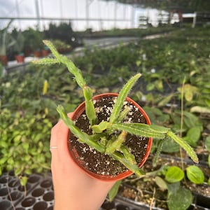 Rhipsalis Sulcata en maceta de 4” (¡TODAS LAS PLANTAS requieren la compra de 2 plantas!)