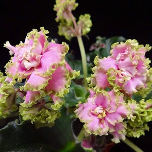 Harmonys miss piggy African violet starter plant (ALL PLANTS require you to purchase 2 plants!)