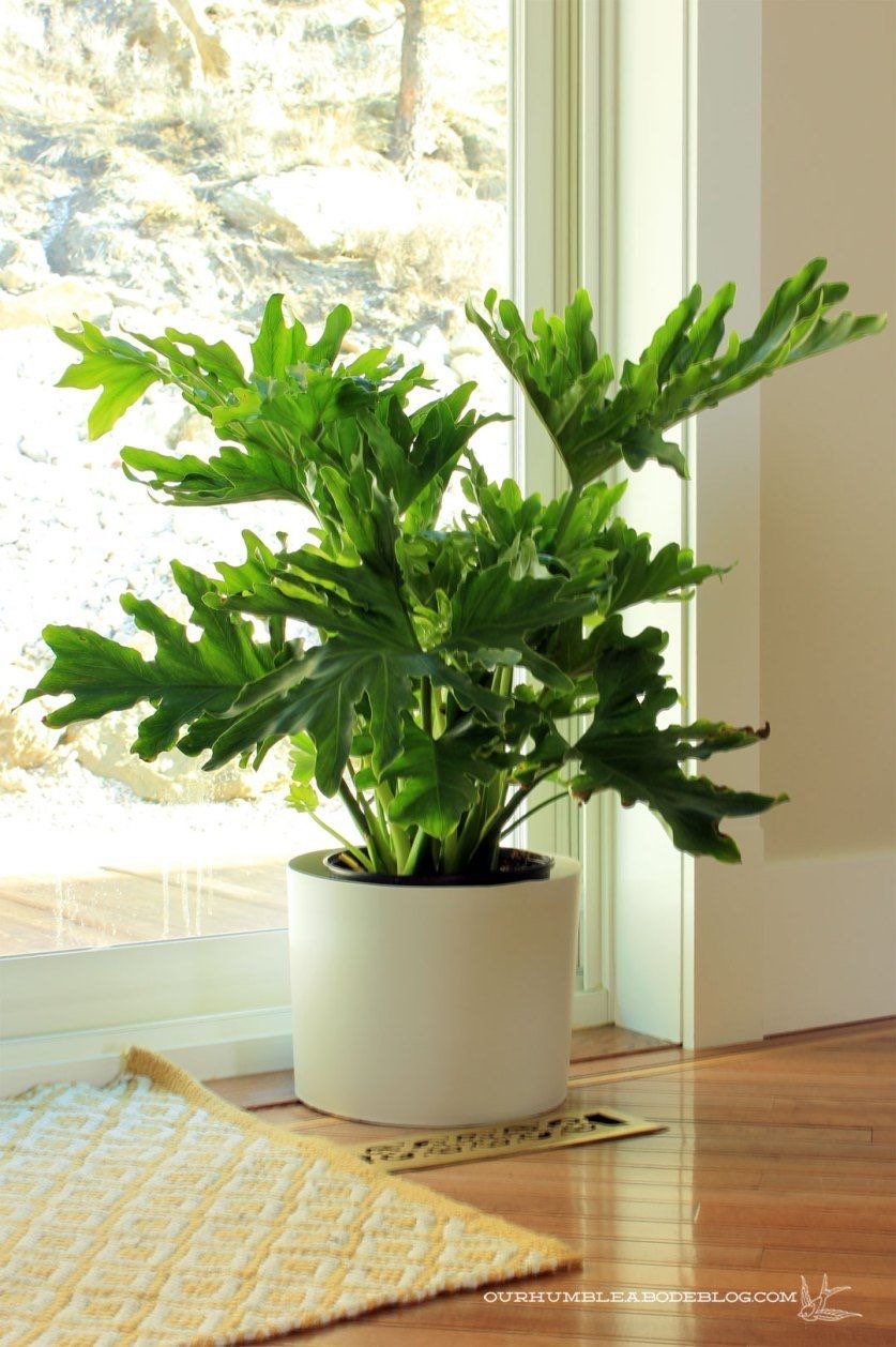 Philodendron Hope Starter Plant (ALL STARTER PLANTS Require You to Purchase  2 Plants!) - Etsy