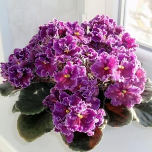 Spanish dancer African violet starter plant (ALL Starter PLANTS require you to purchase 2 plants!)