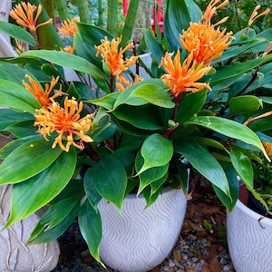 May include: Two potted plants with bright orange flowers and large green leaves. The plants are in white ceramic pots with a wavy pattern.