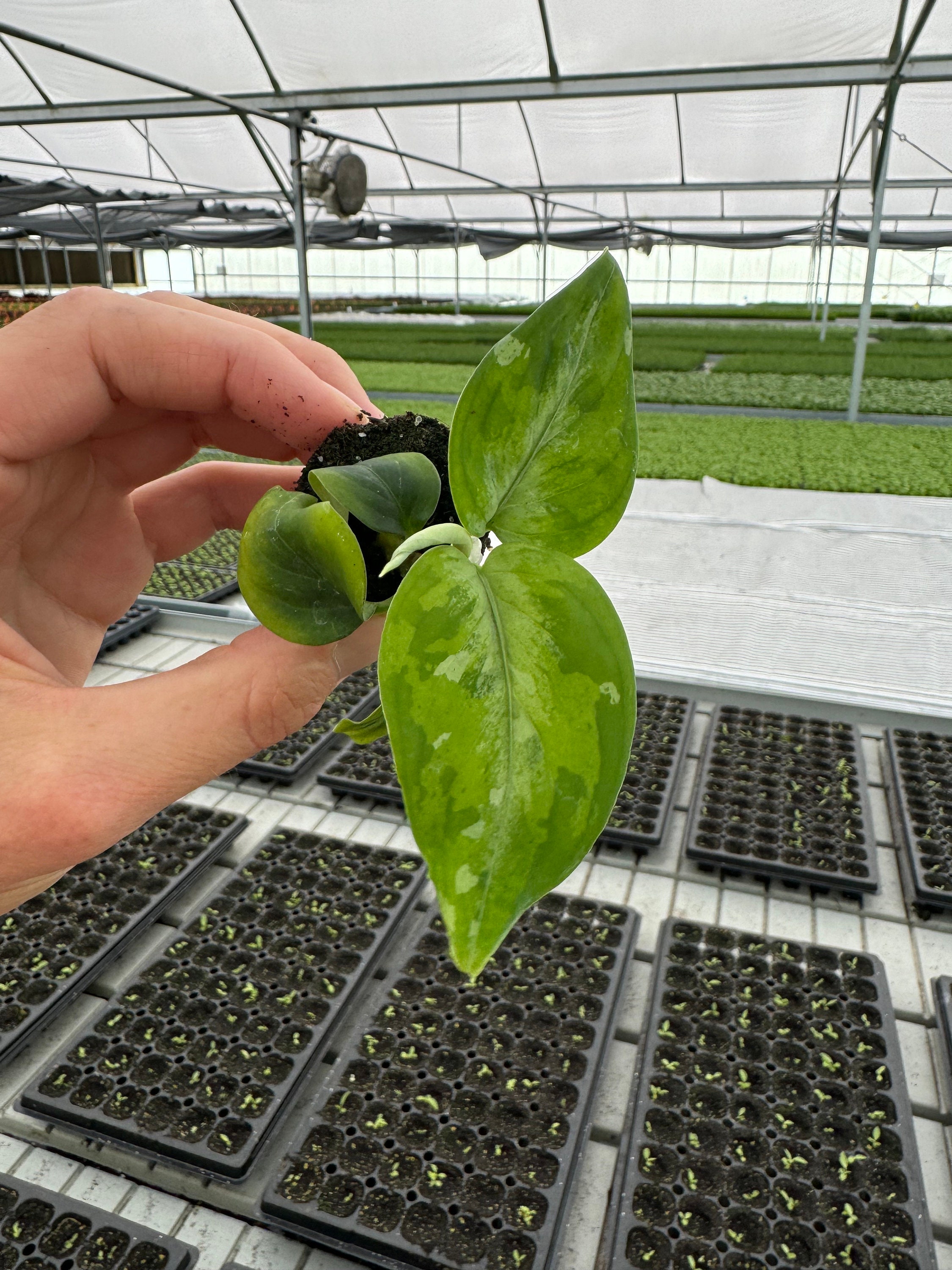 Aglaonema Pictum Tricolor Starter Plant (ALL STARTER PLANTS