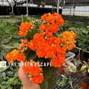 Blooming orange kalanchoe Starter Plant (ALL STARTER PLANTS require you to purchase 2 plants!)