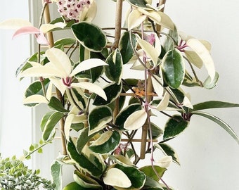 Hoya Carnosa krimson queen Starter Plant (ALL STARTER PLANTS require you to purchase 2 plants!)