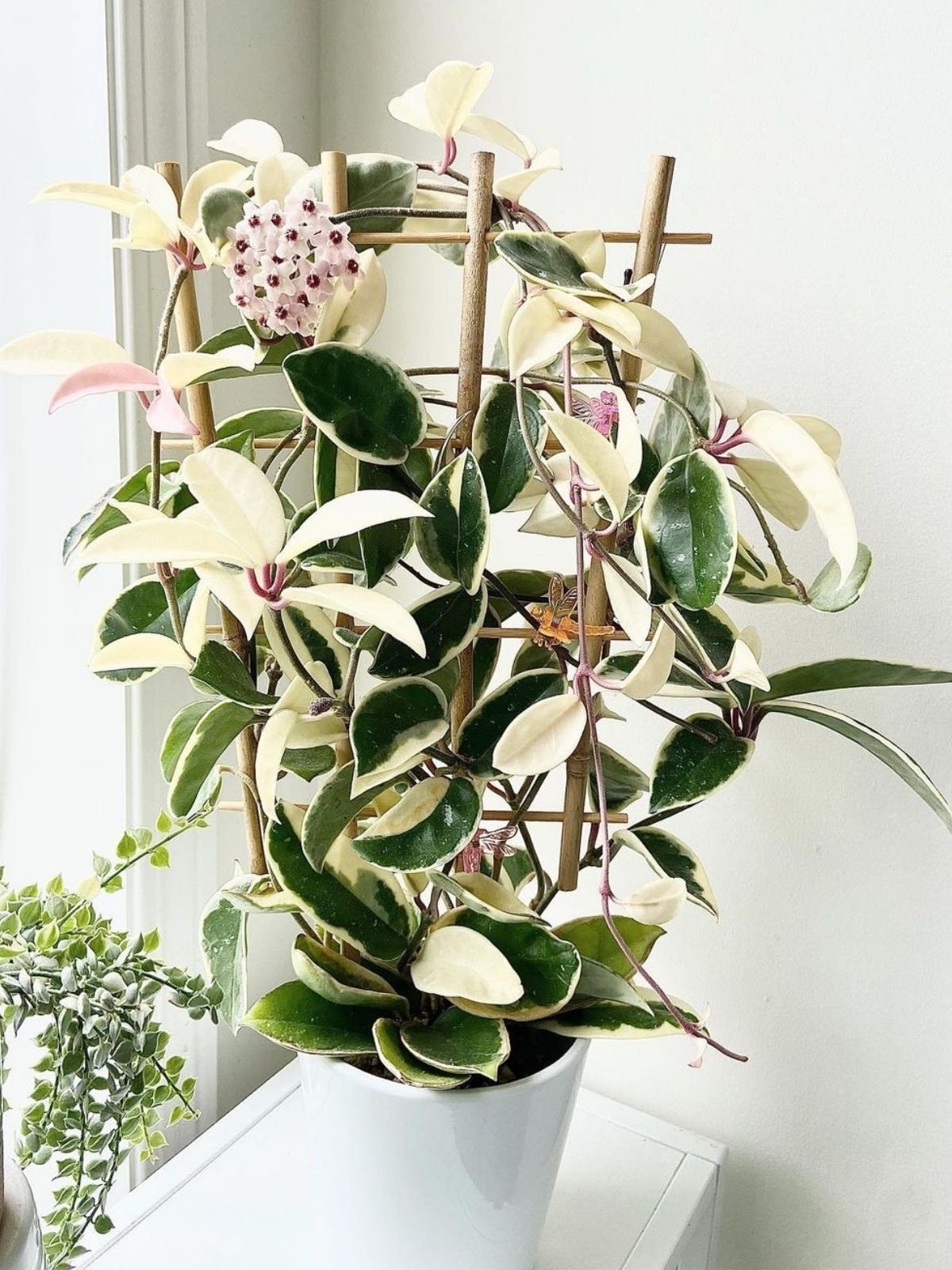 Hoya Carnosa krimson queen Starter Plant ALL STARTER PLANTS Hoya Carnosa krimson queen Starter Plant ALL STARTER PLANTS