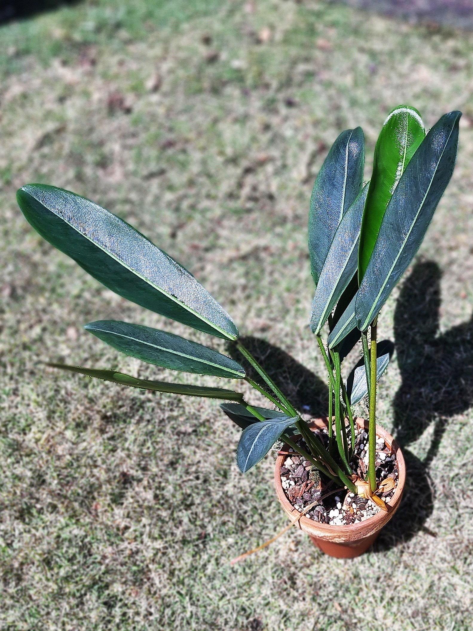 gold flame snake plant Sansevieria Golden Flame, Snake Plants