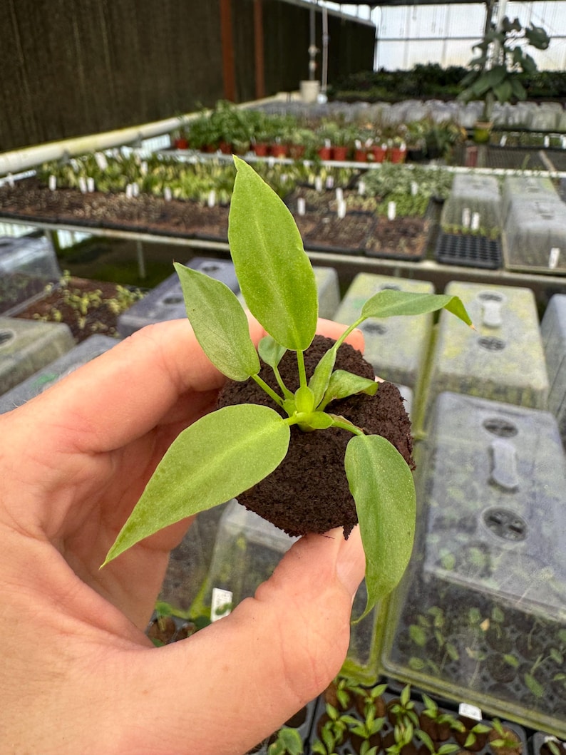 Philodendron Mayoi Plant - Thumbnail 5