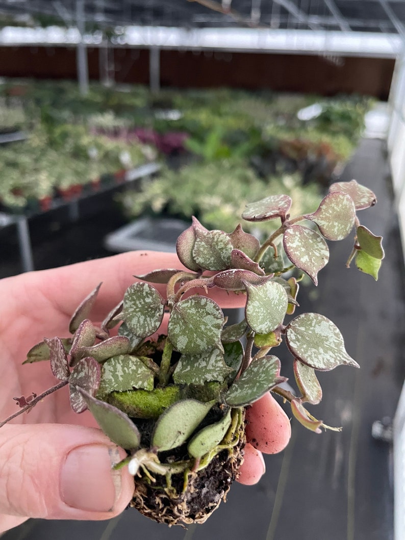 TheGreenEscape Hoya Curtisii Plant - Thumbnail 2