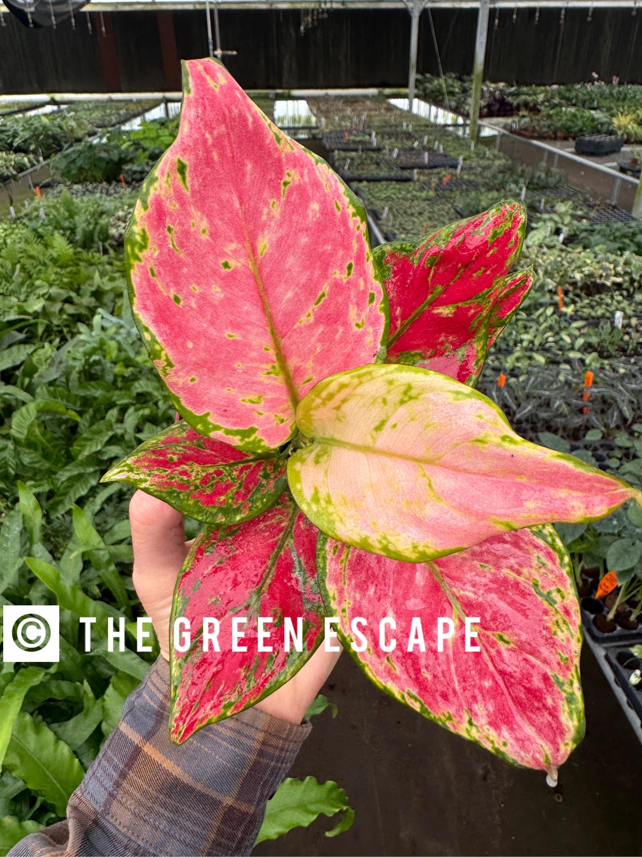 特価 朝方迄限定特価 Aglaonema pictum 【Weed】 weed] Aglaonema pictum