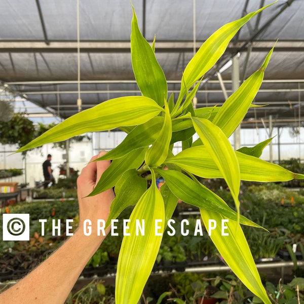 Variegated Dracaena Sanderiana gold 4” pot (ALL PLANTS require you to purchase 2 plants!)