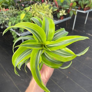 May include: A green and white variegated houseplant with long, narrow leaves. The plant is being held in a person's hand.