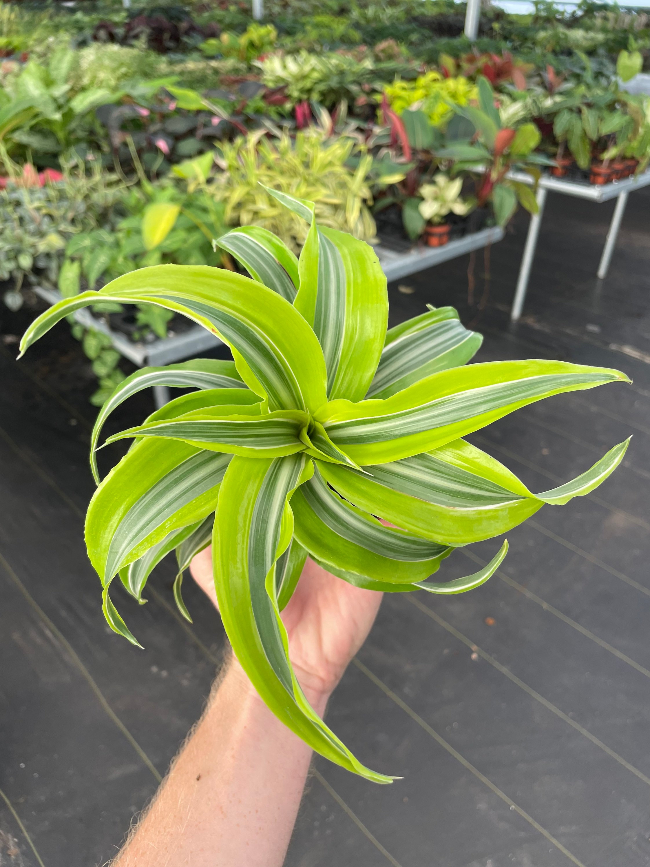 dracaena lemon surprise plant Dracaena Lemon Lime | Medium