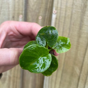 Pu&ograve; includere: Una piccola pianta verde con foglie rotonde. Le foglie hanno una finitura lucida e alcune hanno una variegatura bianca.