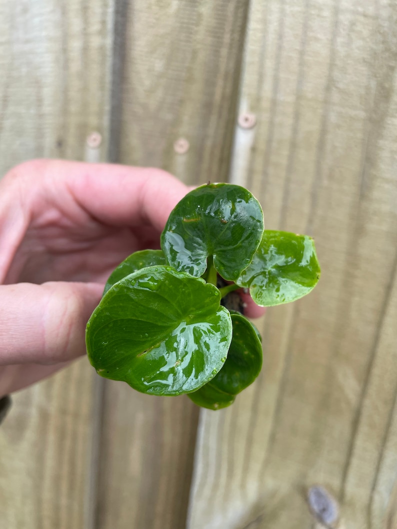 Pu&ograve; includere: Una piccola pianta verde con foglie rotonde. Le foglie hanno una finitura lucida e alcune hanno una variegatura bianca.