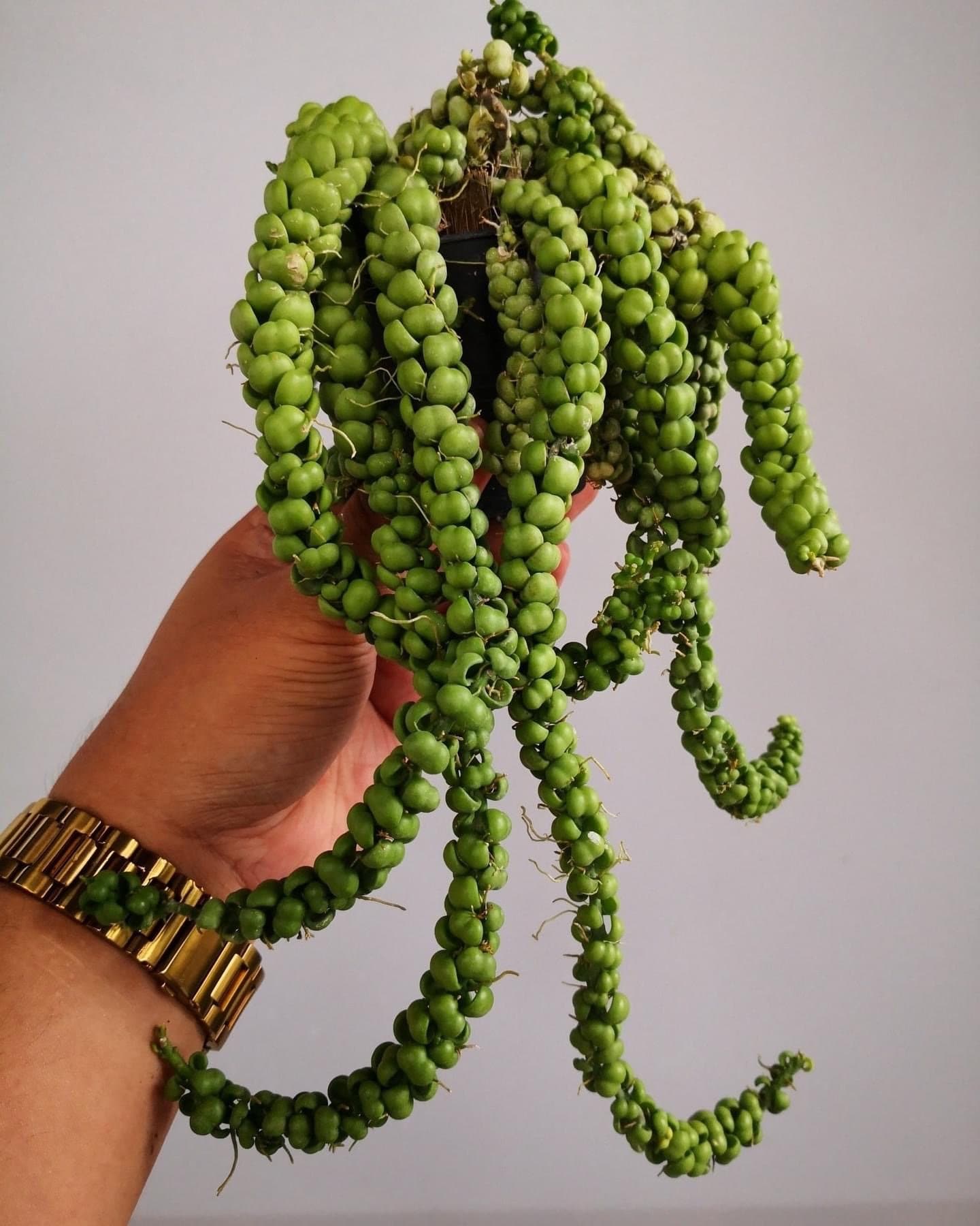 Dragon jade dischidia Starter Plant (ALL STARTER PLANTS require you to  purchase 2 plants!) - Etsy Mxico