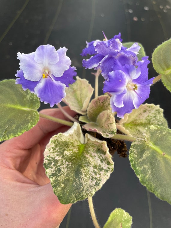 Harmonys Purple Passion African Violet Starter Plant (ALL Starter