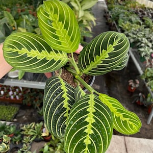 May include: Close-up of a potted Maranta leuconeura plant, also known as a prayer plant. The leaves are a vibrant green with a pattern of light green and white veins. The plant is in a black pot, with other plants in the background.