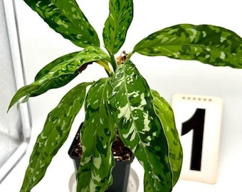 Aglaonema pictum tricolor star spot Starter Plant (ALL STARTER PLANTS require you to purchase 2 plants!)