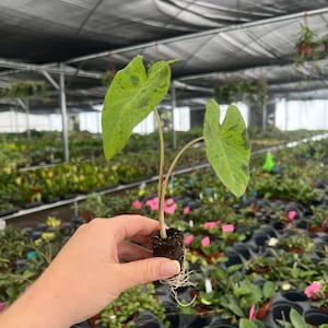 Planta de inicio de Colocasia Mojito (¡TODAS LAS PLANTAS DE INICIO requieren la compra de 2 plantas!) imagen 5