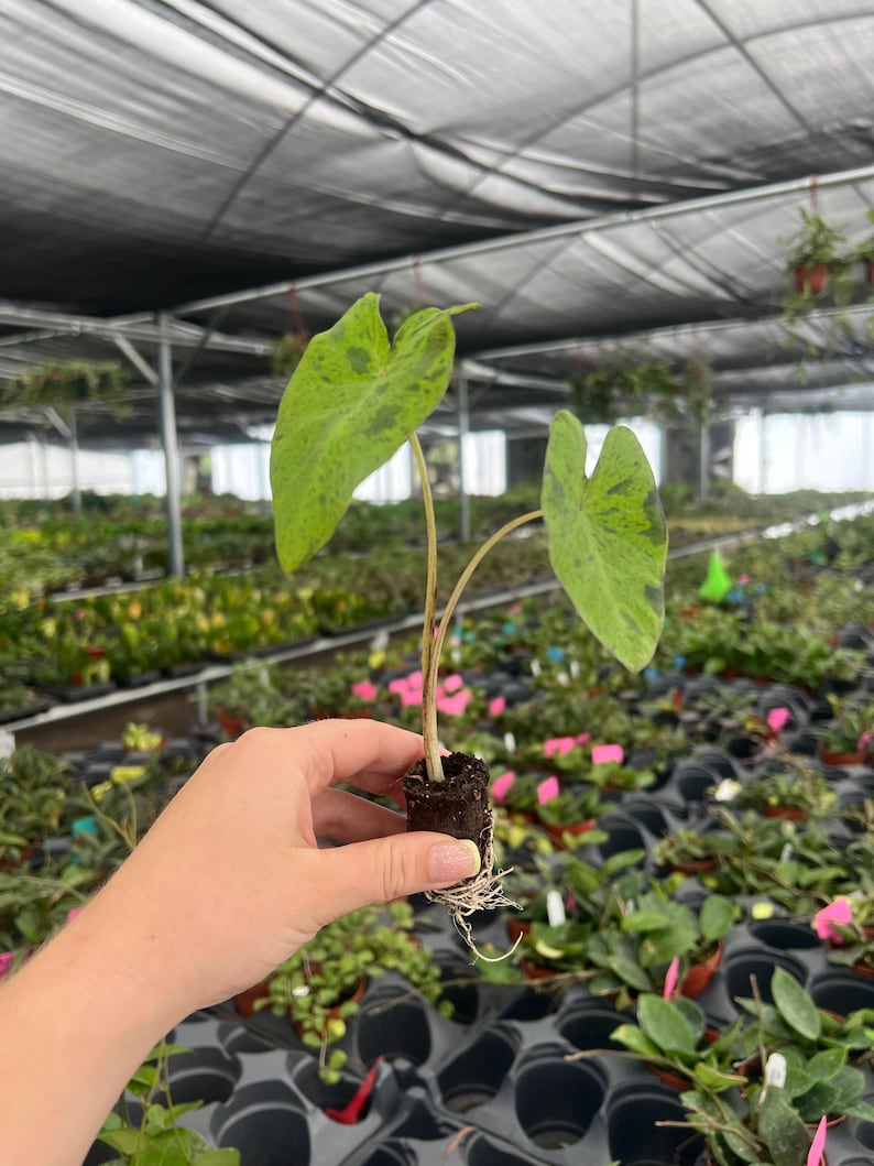 Planta de inicio de Colocasia Mojito (¡TODAS LAS PLANTAS DE INICIO requieren la compra de 2 plantas!) imagen 5